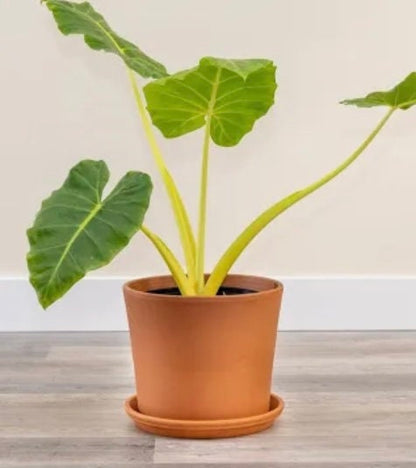 Alocasia Giant Gold Lutea Golden Tiger rare exotic tropical plant in 6” pot