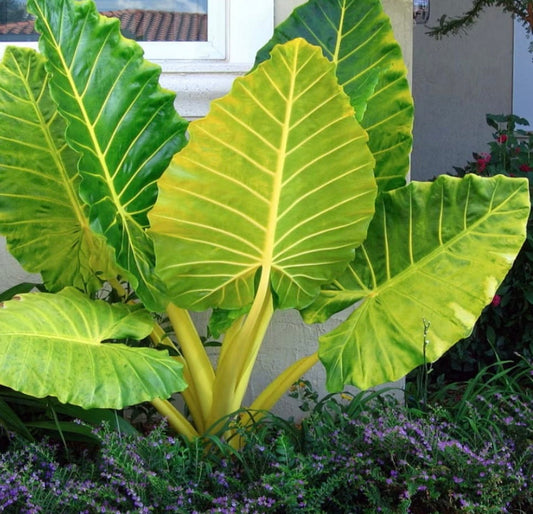 Alocasia Giant Gold Lutea Golden Tiger rare exotic tropical plant in 6” pot