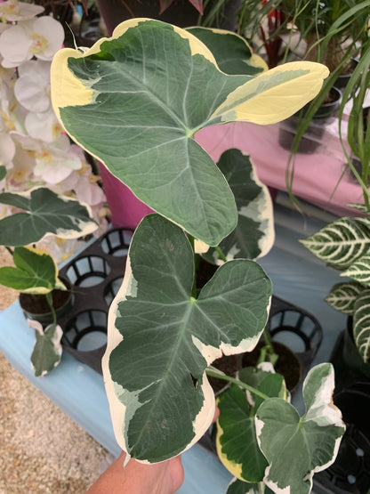 Alocasia Mickey Mouse Xanthosoma Albo Marginata Elephant Ear variegated RARE Taro starter