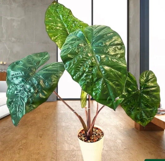 Alocasia Metallica Sarawakensis Yucatan Princess Elephant Ear starter plant in 4” pot