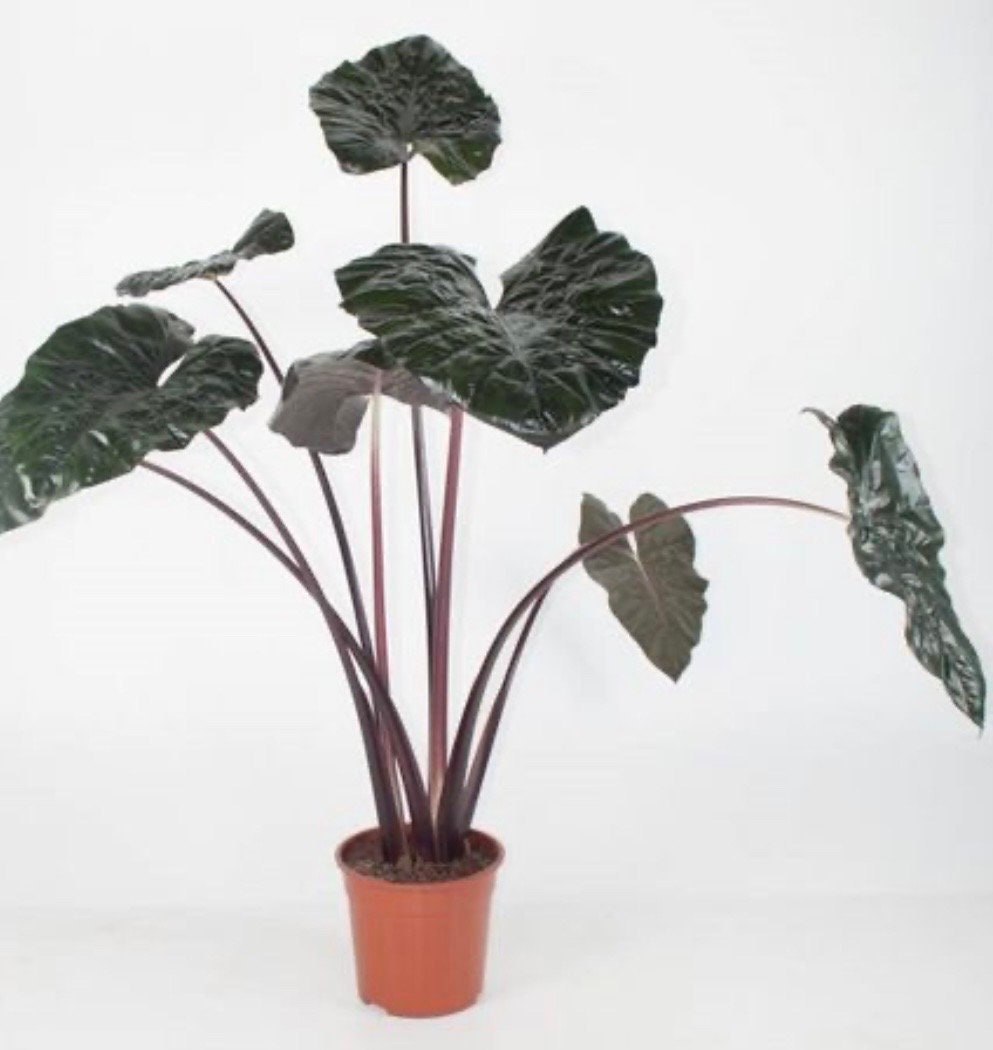 Alocasia Metallica Sarawakensis Yucatan Princess Elephant Ear starter plant in 4” pot