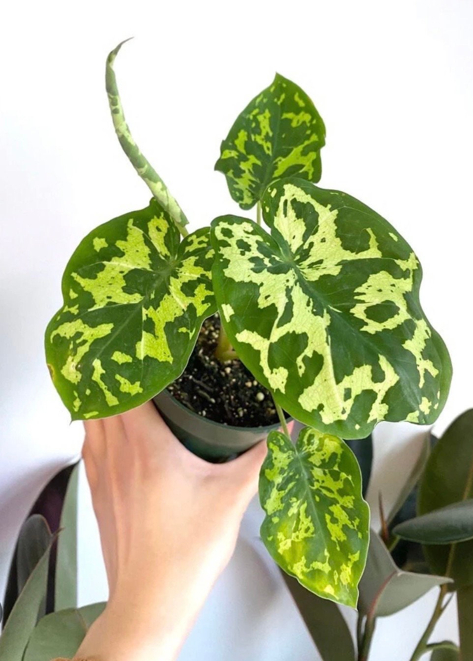 Alocasia Hilo Beauty starter plant in pot.