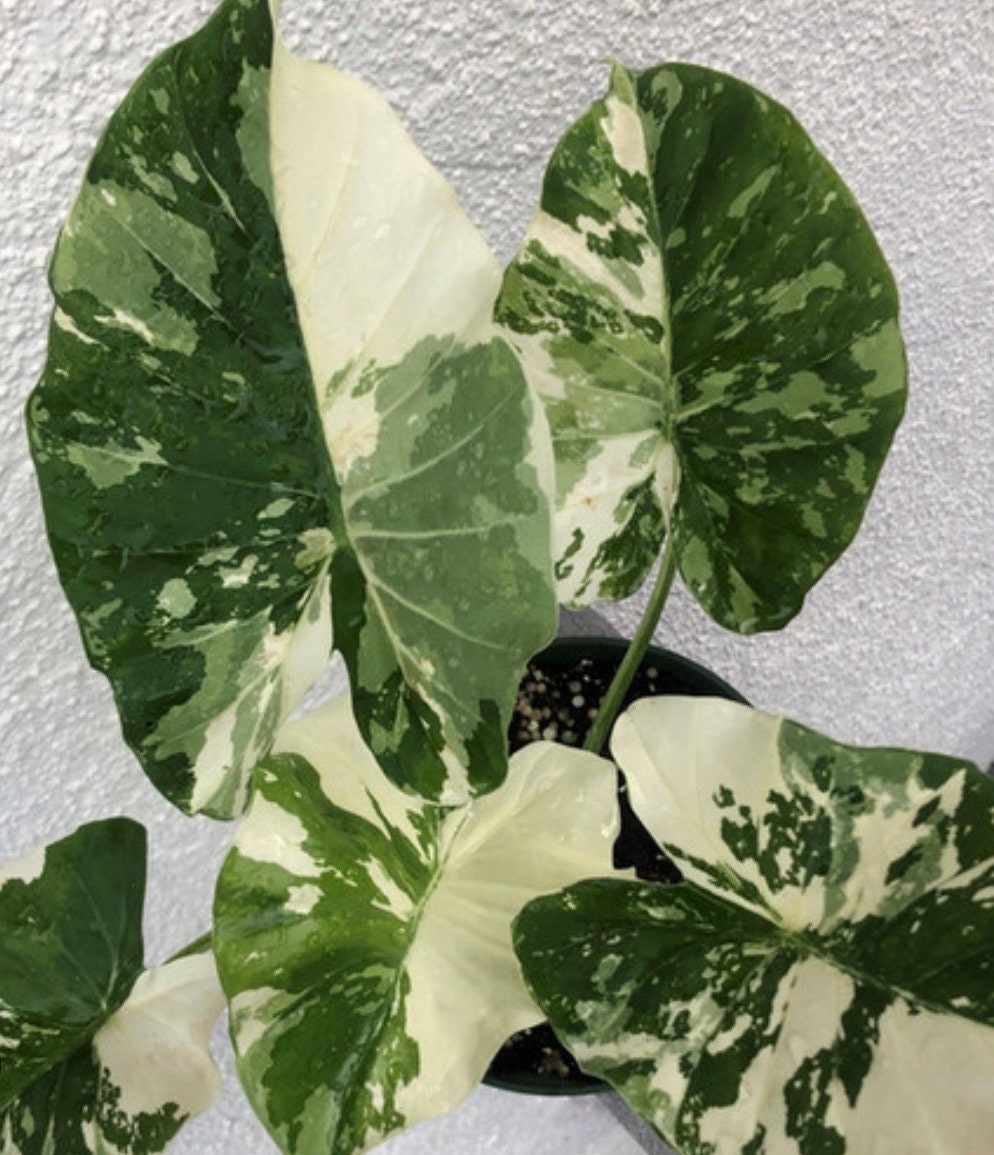 Alocasia Macrorrhiza variegated young plant in 6” pot