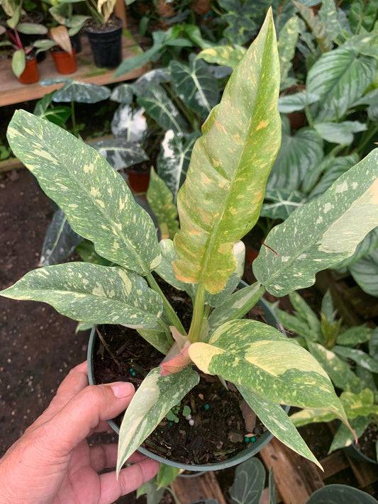 Variegated Philodendron Ring of Fire live house plant in 6” pot