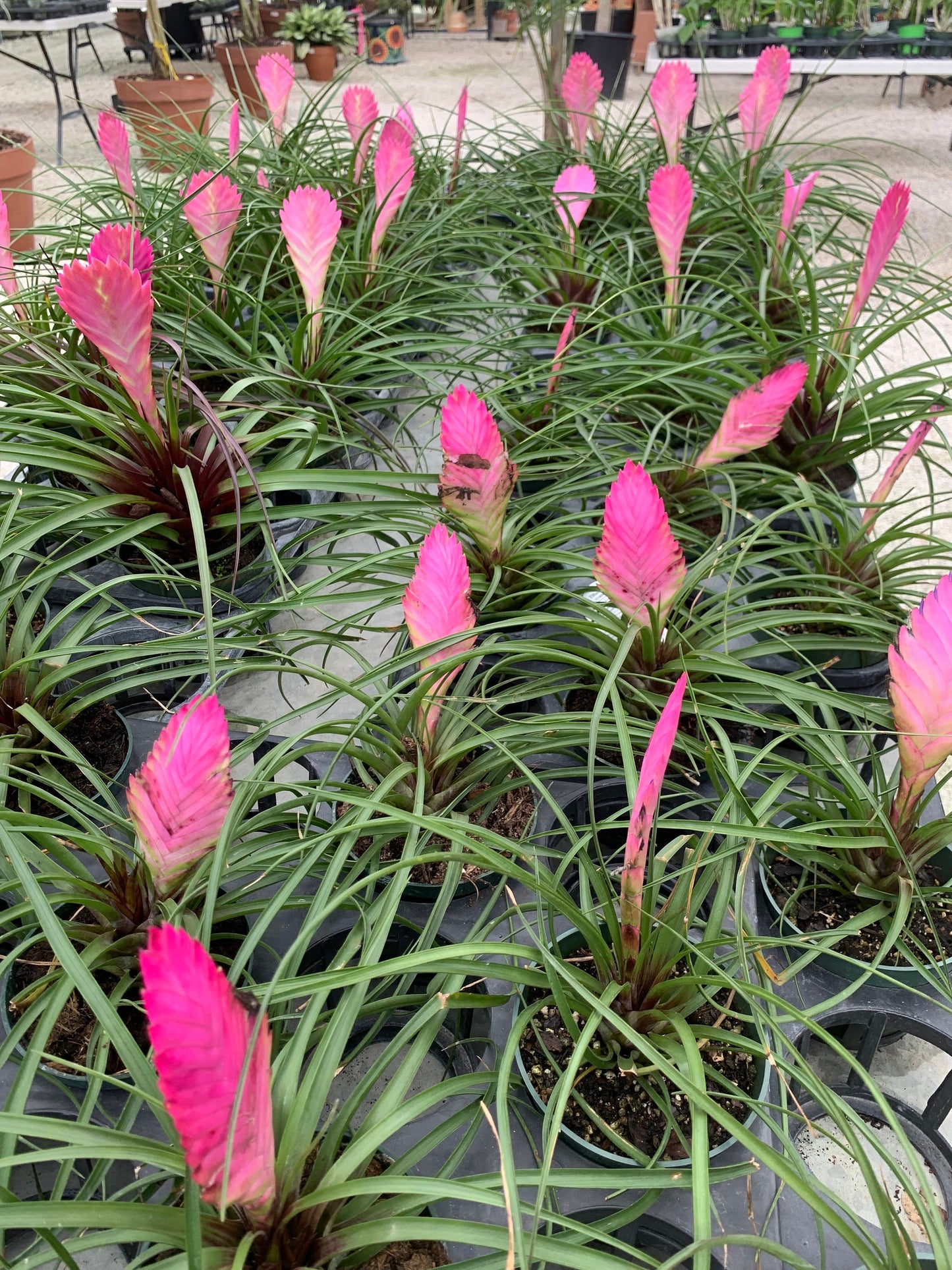 Tillandsia Cyanea bromeliad Pink Quill Air plant Wallisia plant in 4” pot