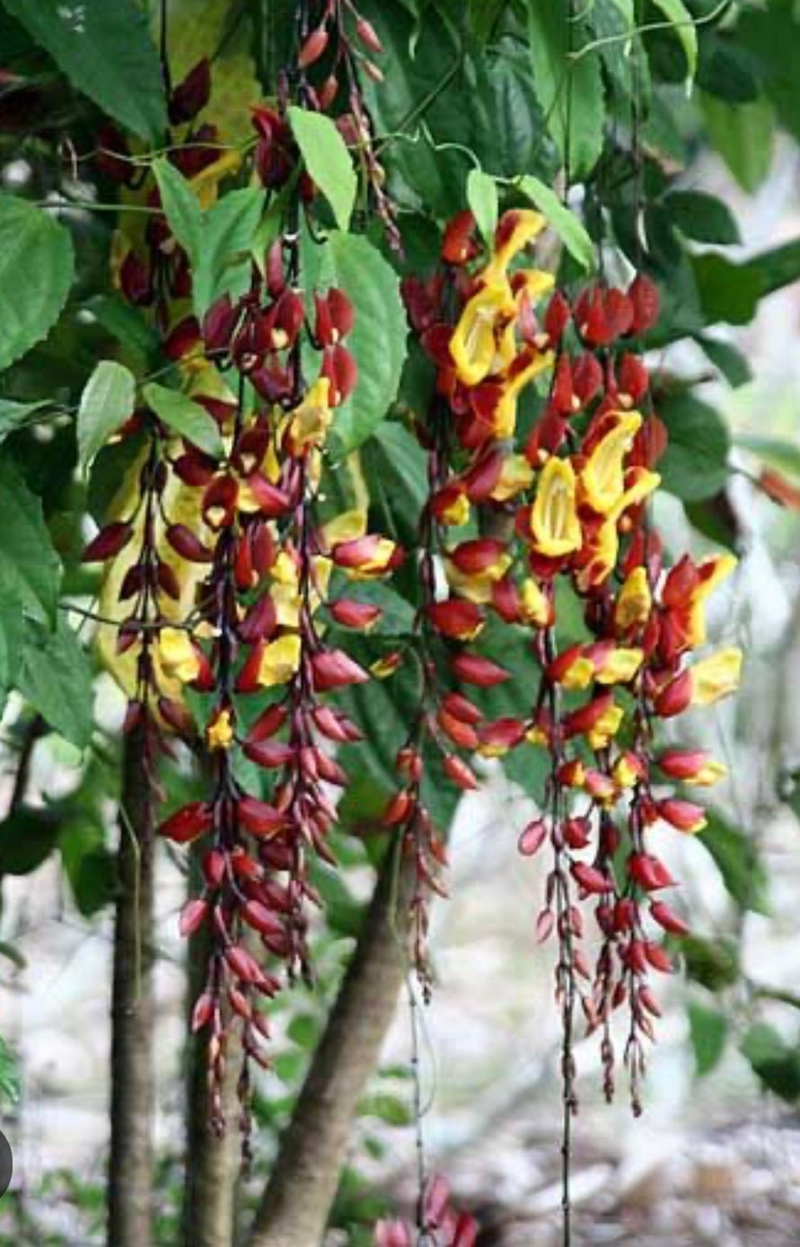 Indian Clock Vine Thumbergia Mysorensis