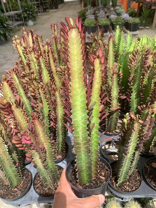 Euphorbia Trigona Rubra  African Milk Tree