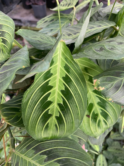 Lemon Lime Green Maranta Prayer Plant