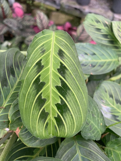 Lemon Lime Green Maranta Prayer Plant