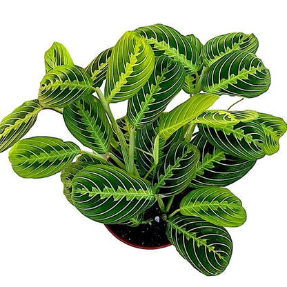 Lemon Lime Green Maranta Prayer Plant