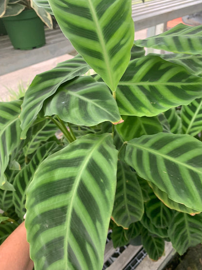 Calathea Zebrina Plant