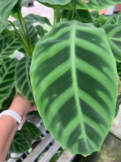 Calathea Zebrina Plant