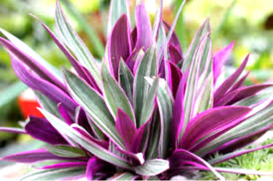 Tradescantia Spathacea Moses in the Cradle tricolor in 6” pot