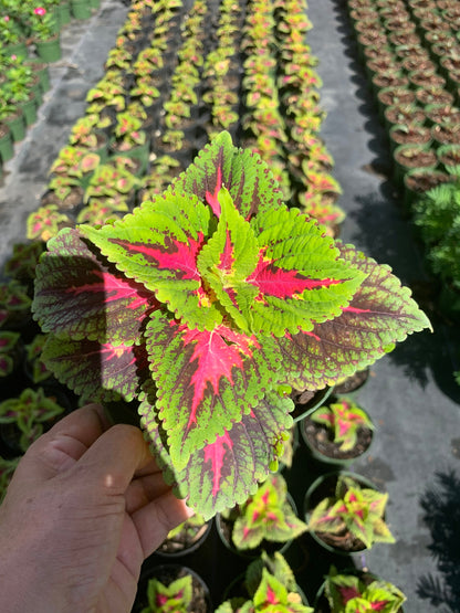 Coleus Kong Rose in 6” pot live plant