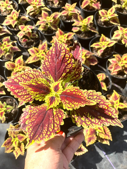 Coleus Solenostemon Coleusareus live plant in 6” pot