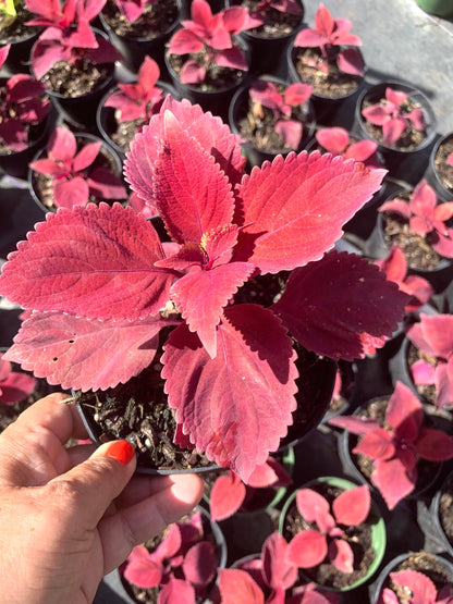 Coleus Oxblood Red live plant in a 6” pot