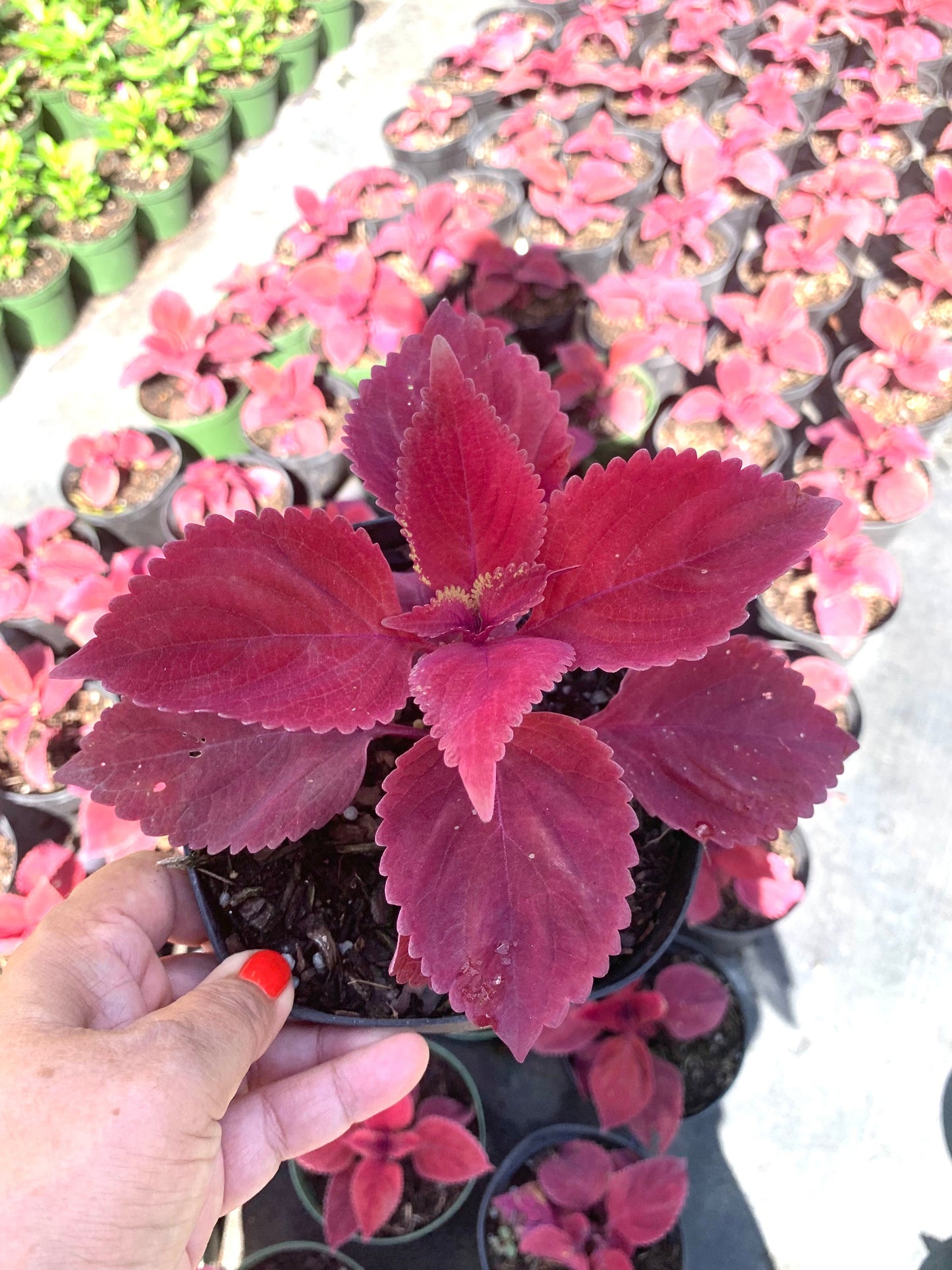 Coleus Oxblood Red live plant in a 6” pot