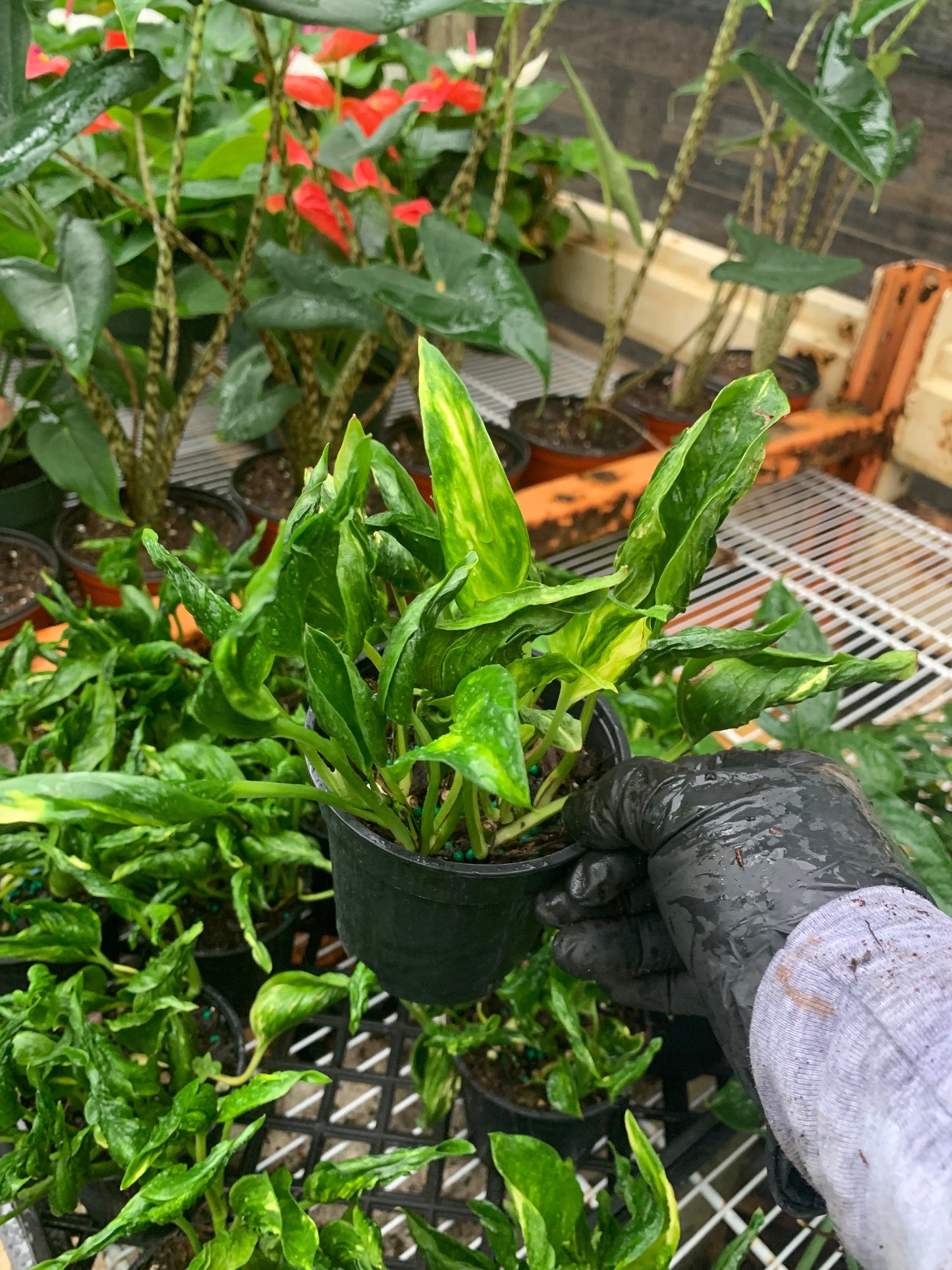 Variegated Shangri La Pothos starter plant in a 4” pot