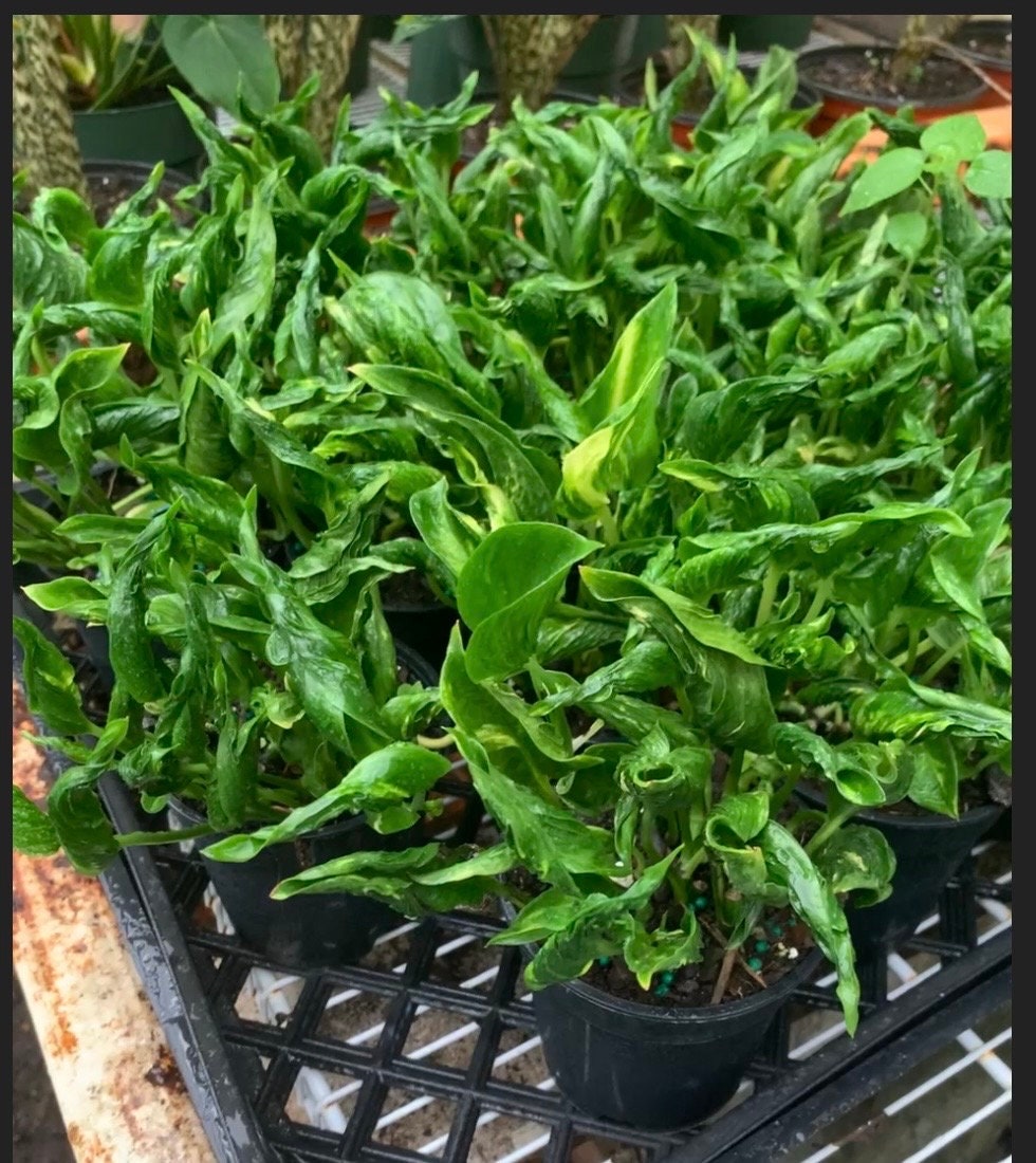 Variegated Shangri La Pothos starter plant in a 4” pot