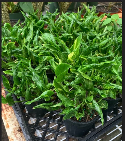 Variegated Shangri La Pothos starter plant in a 4” pot