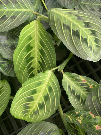 Lemon Lime Green Maranta Prayer Plant