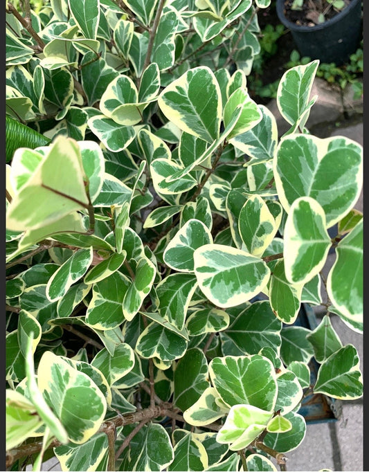 Ficus Variegated Variegata 6” pot dwarf Triangularis fig plant