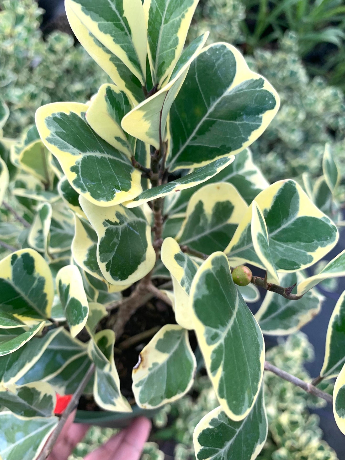 Ficus Variegated Variegata 6” pot dwarf Triangularis fig plant