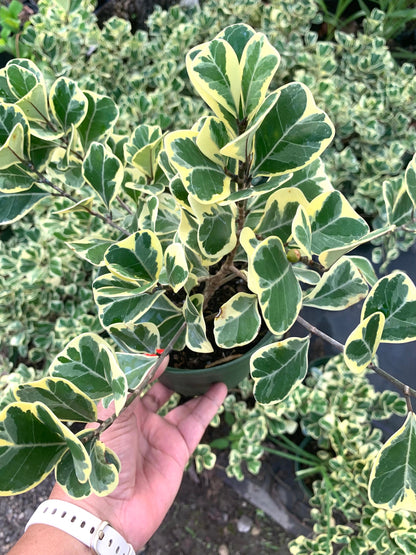 Ficus Variegated Variegata 6” pot dwarf Triangularis fig plant