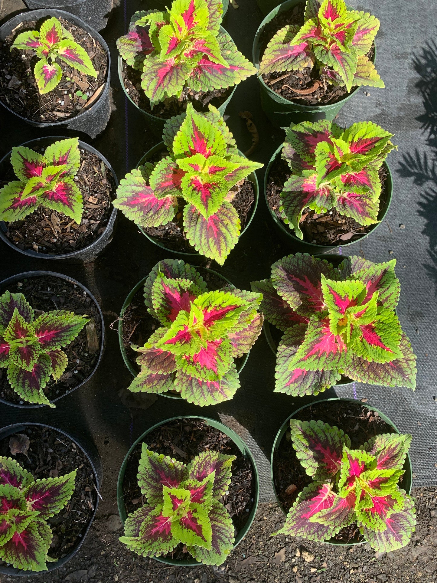 Coleus Kong Rose in 6” pot live plant