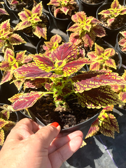 Coleus Solenostemon Coleusareus live plant in 6” pot