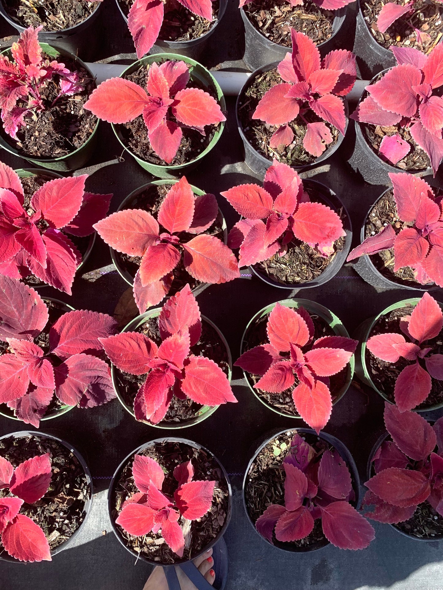 Coleus Oxblood Red live plant in a 6” pot