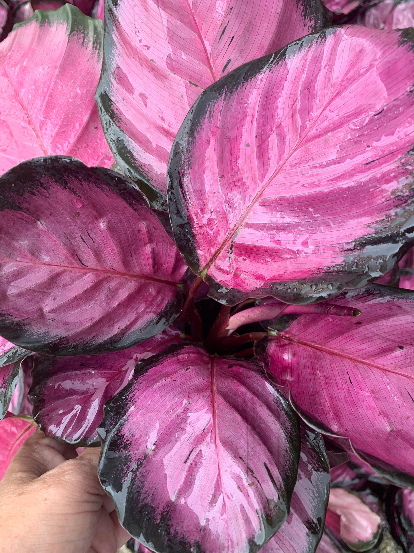 Calathea Picturata crimson Roseopicta Rosy Purple Hot Pink plant in pot