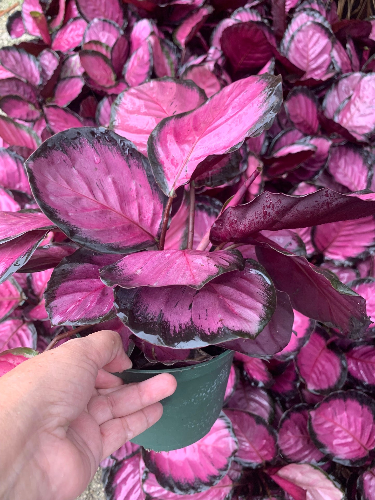 Calathea Picturata crimson Roseopicta Rosy Purple Hot Pink plant in pot