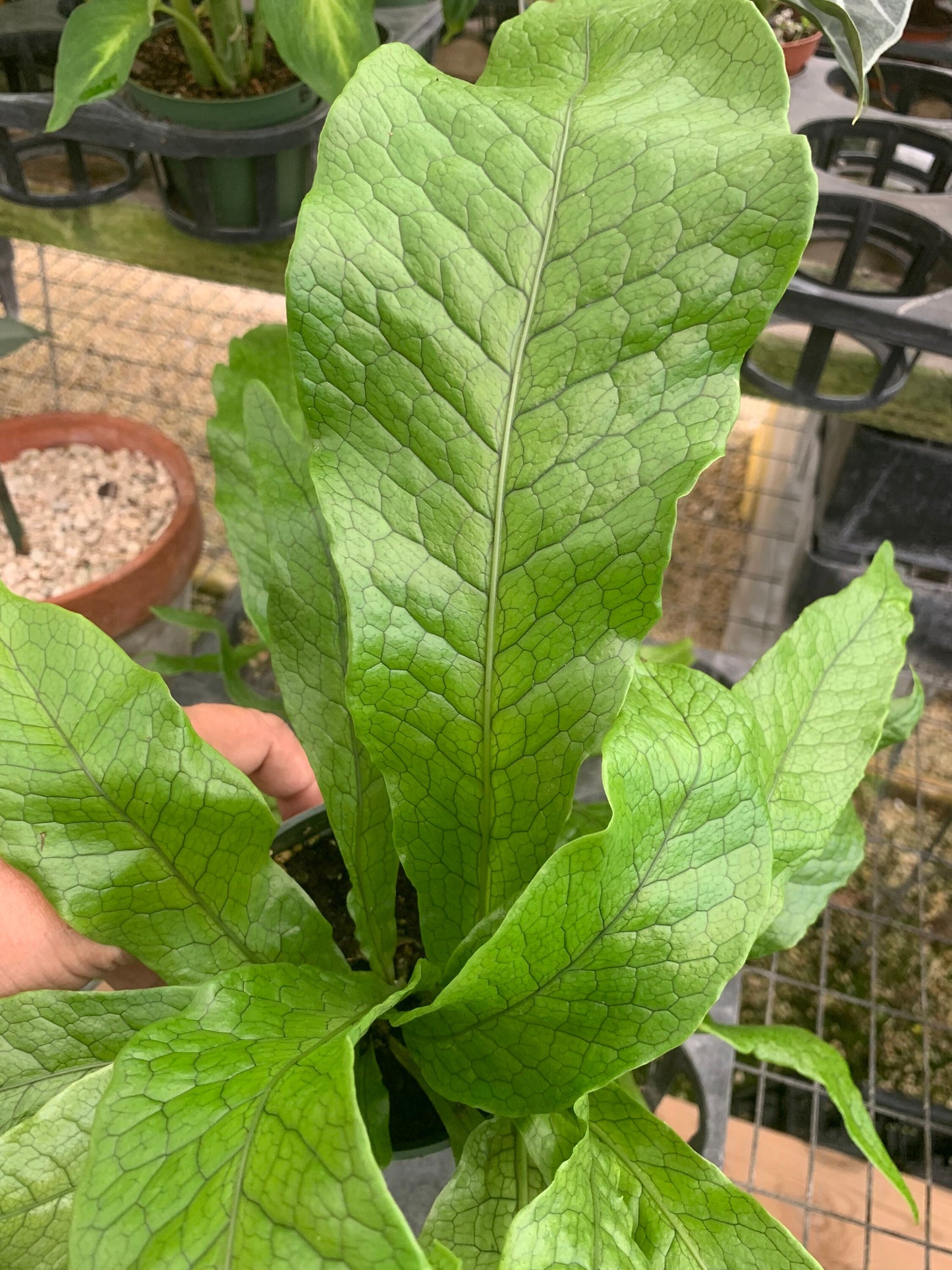 Kangaroo Paw Fern plant in pot with soil