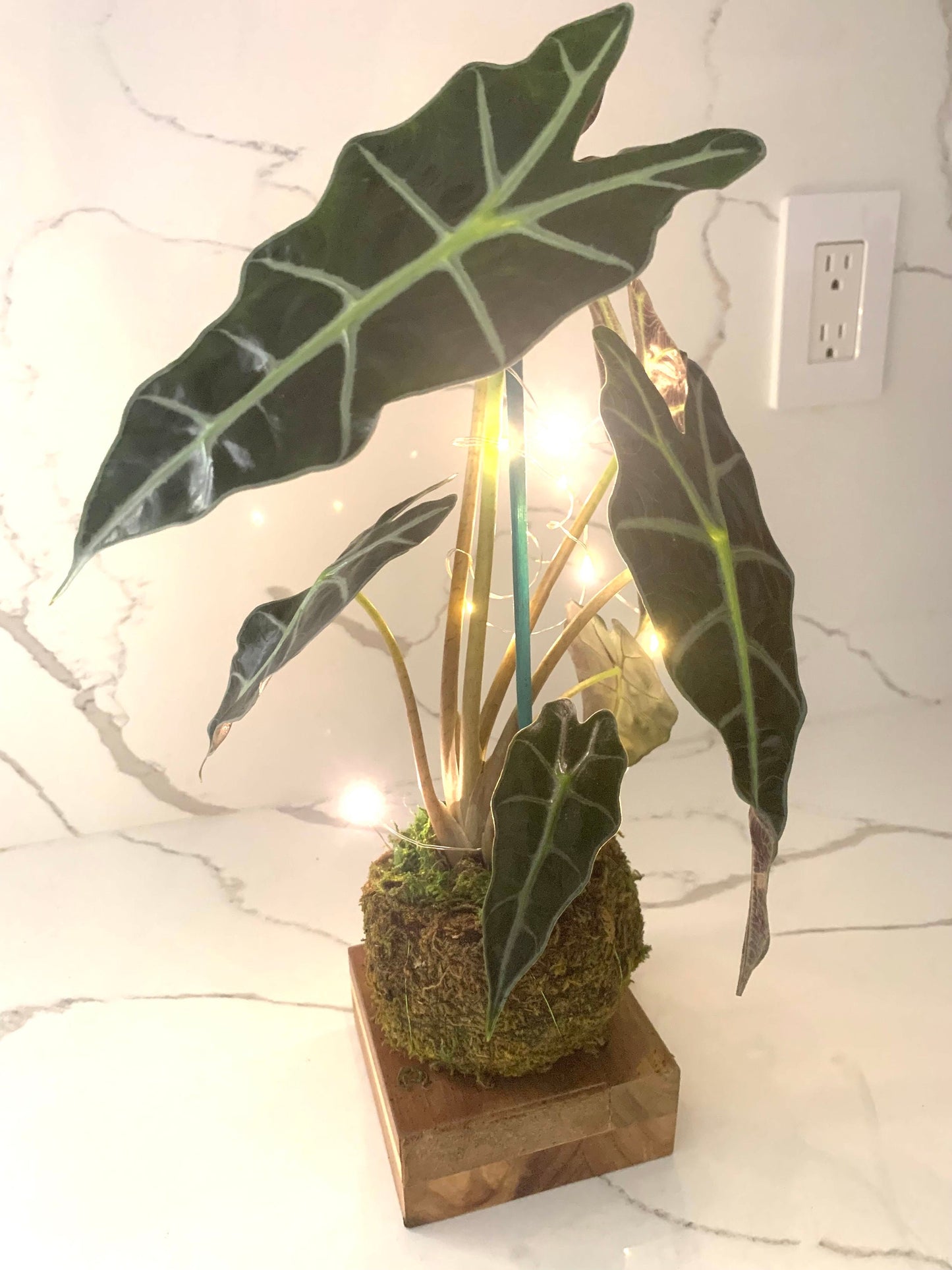 Amazonica Polly Colocasia in a Kokodama moss ball with wooden base