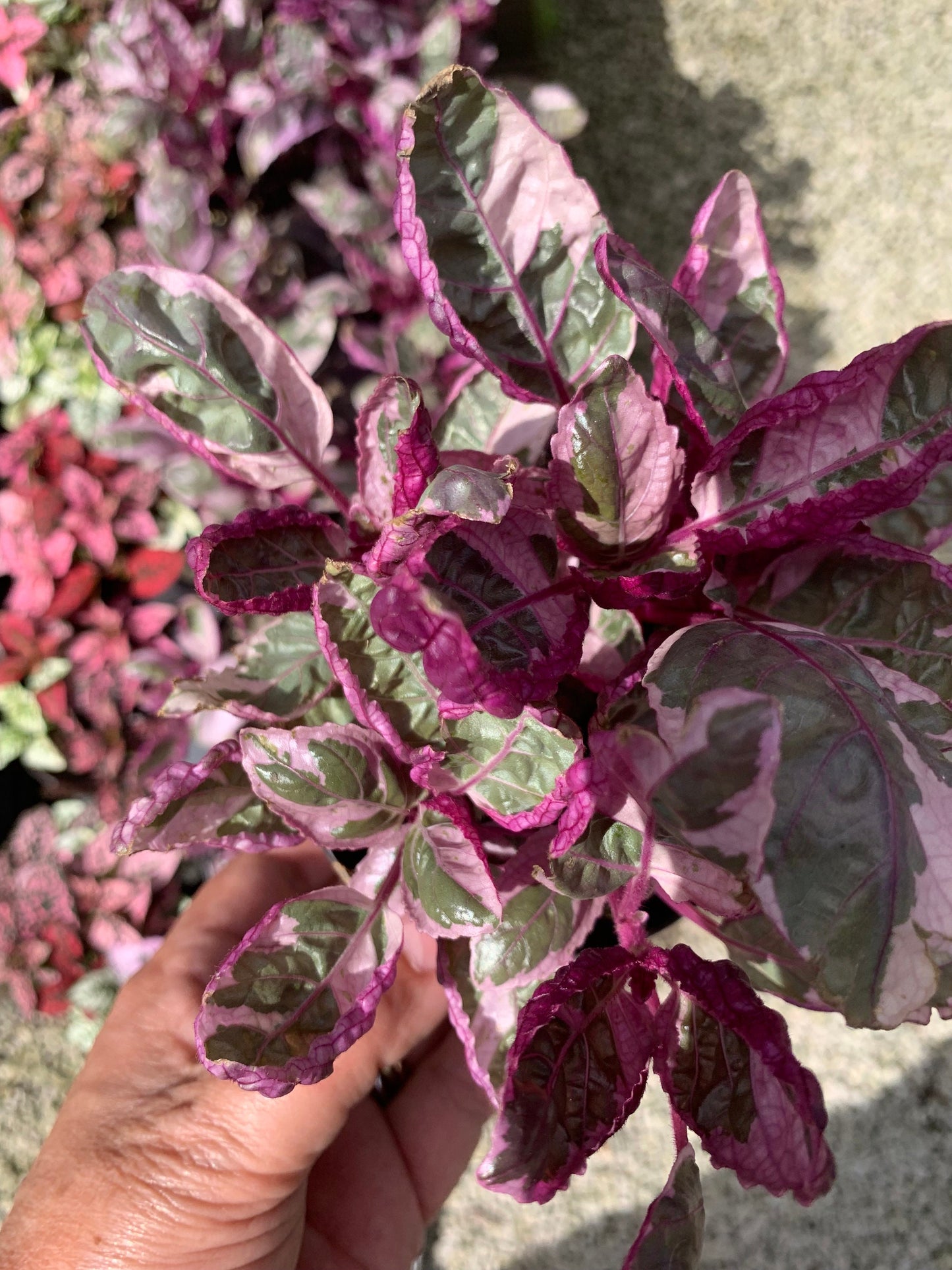 Tri color Variegated Waffle Plant purple Snow White starter plant in 4” pot