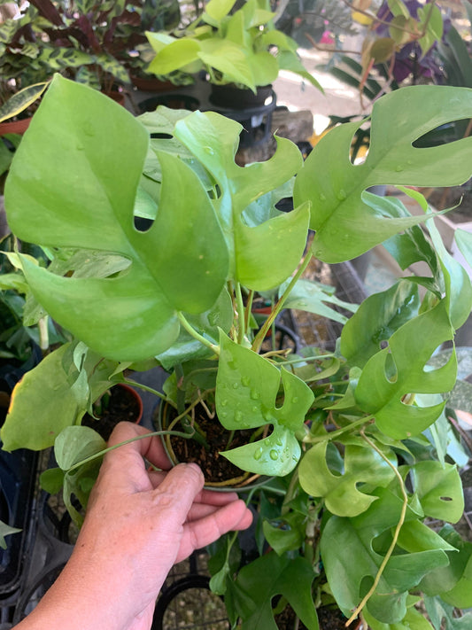 Rhaphidophora Tetrasperma Monstera Minima in pot