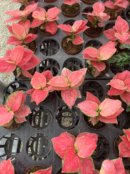 Aglaonema Favonian Hot Cherry Pink Passion Houseplant