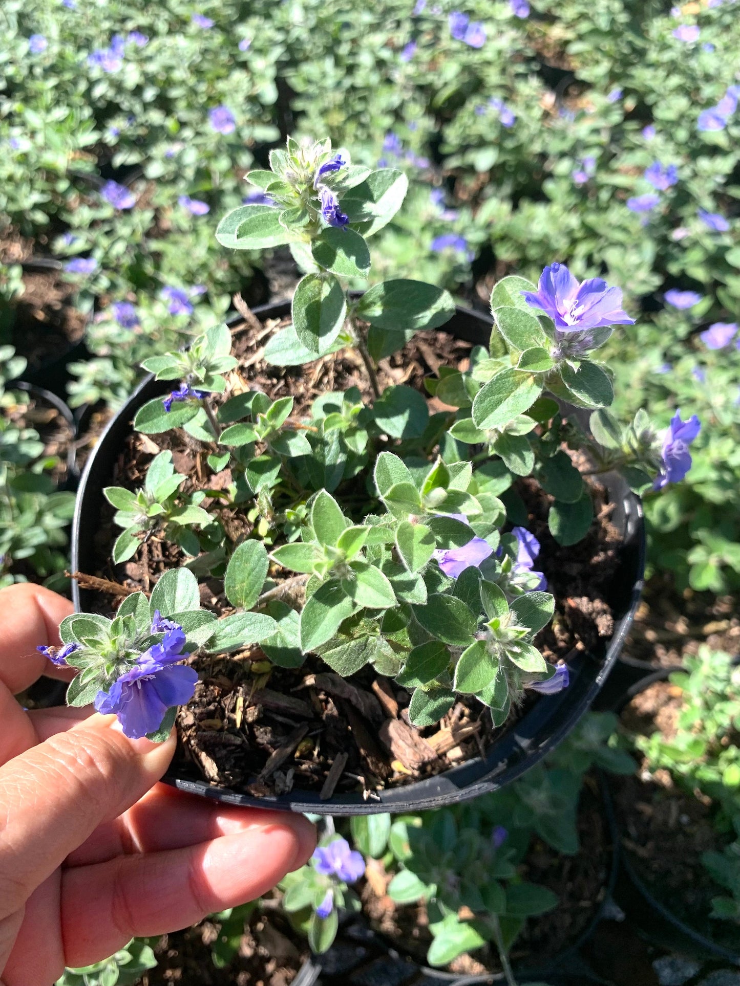 Blue Daze Plant - Evolvulus Nattalianus plant in Brazilian dwarf morning glory - 6” pot with soil