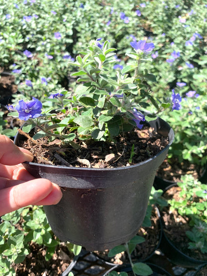 Blue Daze Plant - Evolvulus Nattalianus plant in Brazilian dwarf morning glory - 6” pot with soil