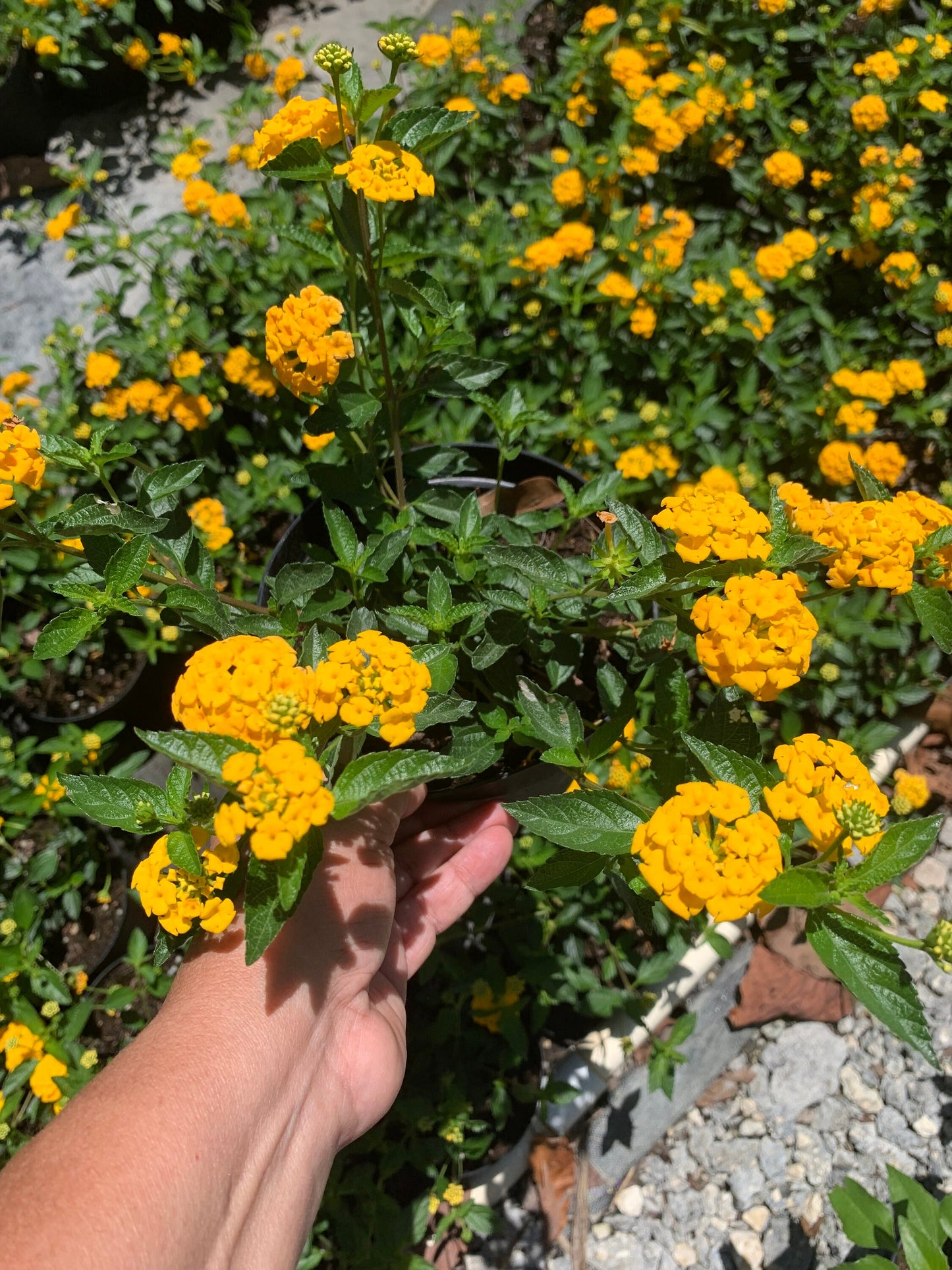 Lantana Gold Yellow starter mounding plant 6” pot with soil