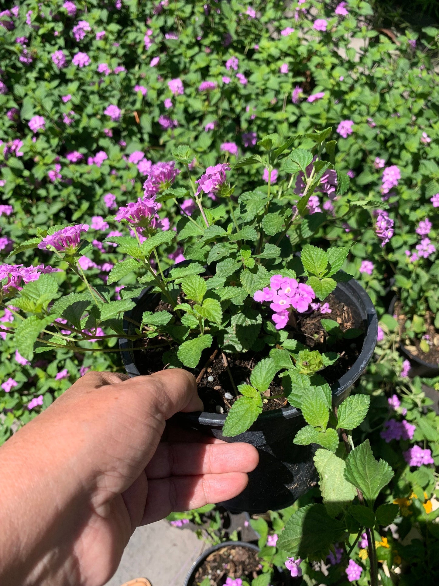 Lantana purple lavender starter trailing plant 6” pot with soil