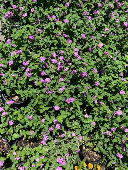 Lantana purple lavender starter trailing plant 6” pot with soil