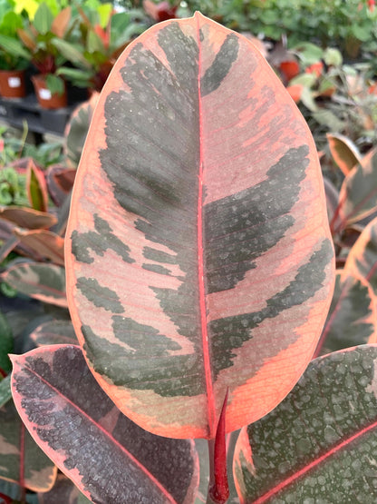 Variegated Rubber Plant Ficus Elastica Tineke Rubra Tricolor Tree with  white, green and red leaves 6” pot