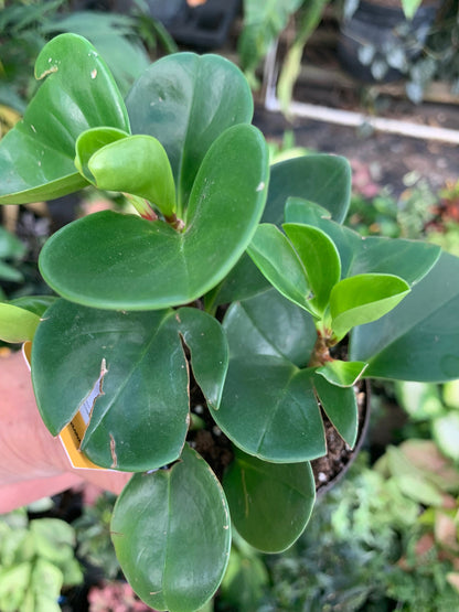 Peperomia  Green starter plant in 4” pot