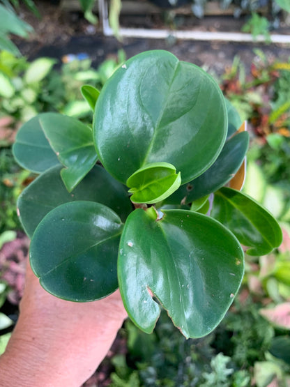 Peperomia  Green starter plant in 4” pot