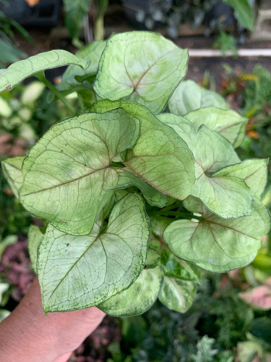 Berry Allusion Arrowhead plant in 4” pot