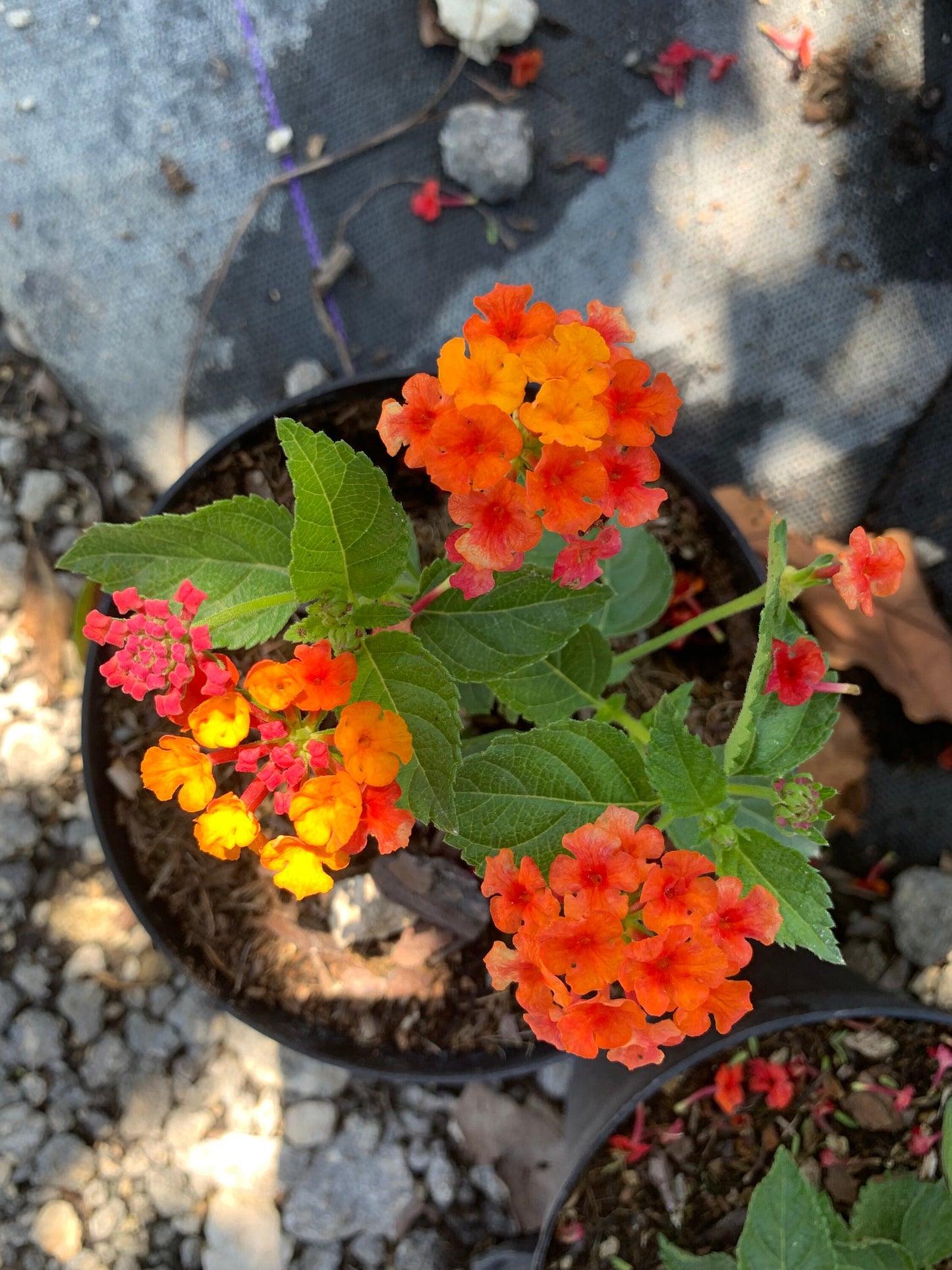 Lantana multicolored orange yellow pink starter mounding plant 6” pot with soil