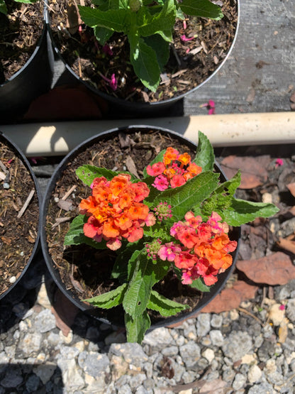 Lantana multicolored orange yellow pink starter mounding plant 6” pot with soil