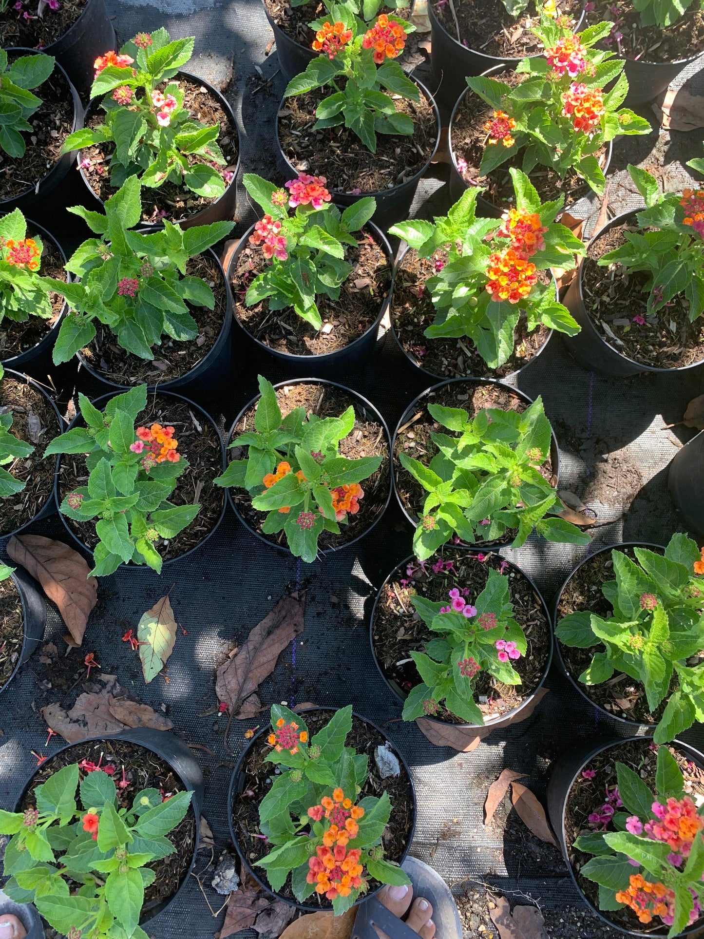 Lantana multicolored orange yellow pink starter mounding plant 6” pot with soil